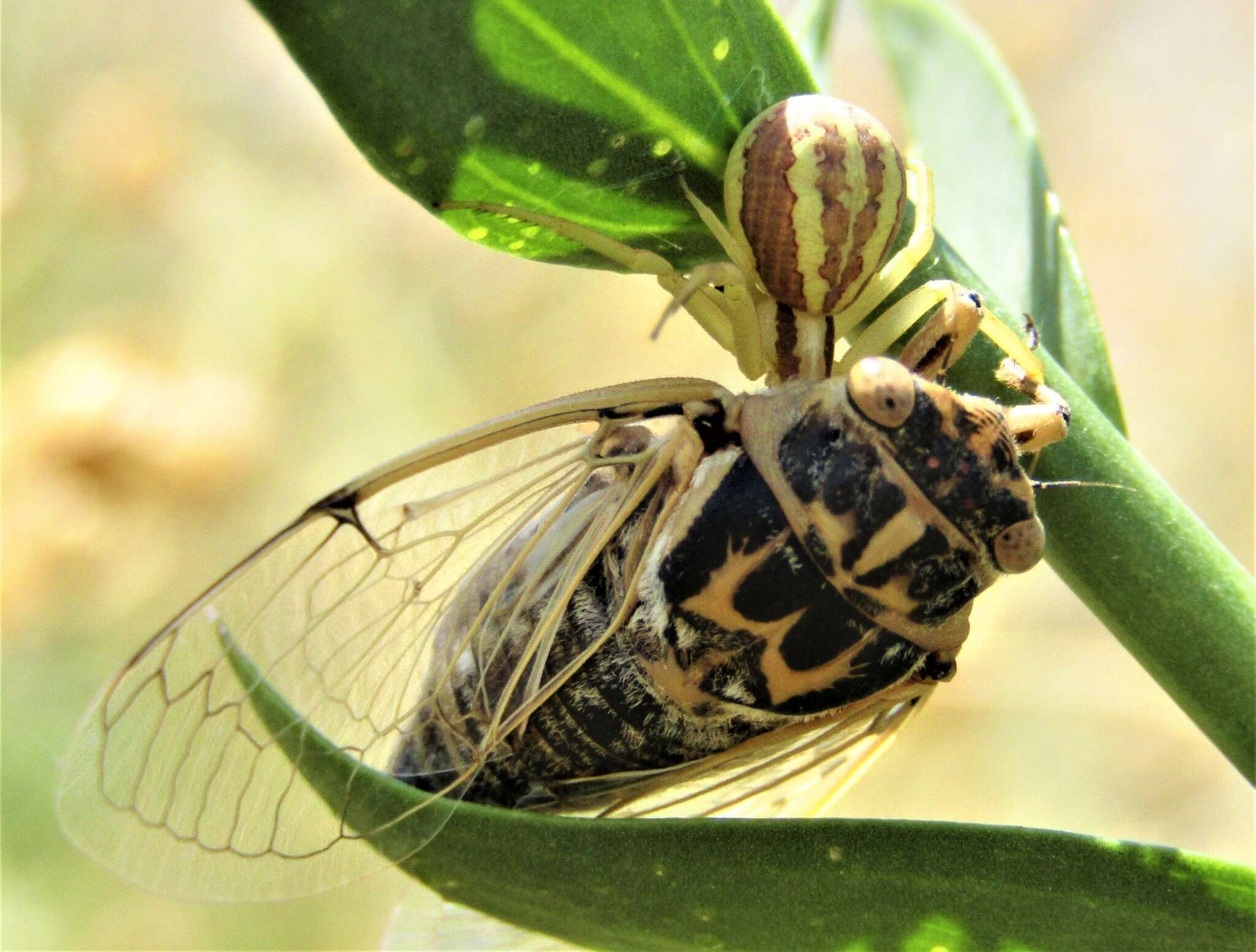 Image of Cicadatra platyptera Fieber 1876