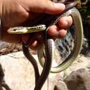 Image of Baja California Striped Whip Snake