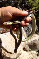 Image of Baja California Striped Whip Snake