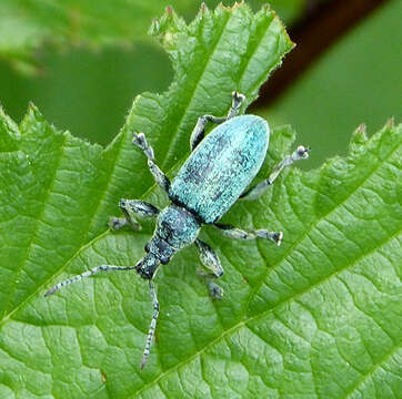 Image of Phyllobius (Metaphyllobius) pomaceus Gyllenhal 1834