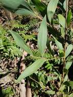 Plancia ëd Acacia frigescens J. H. Willis