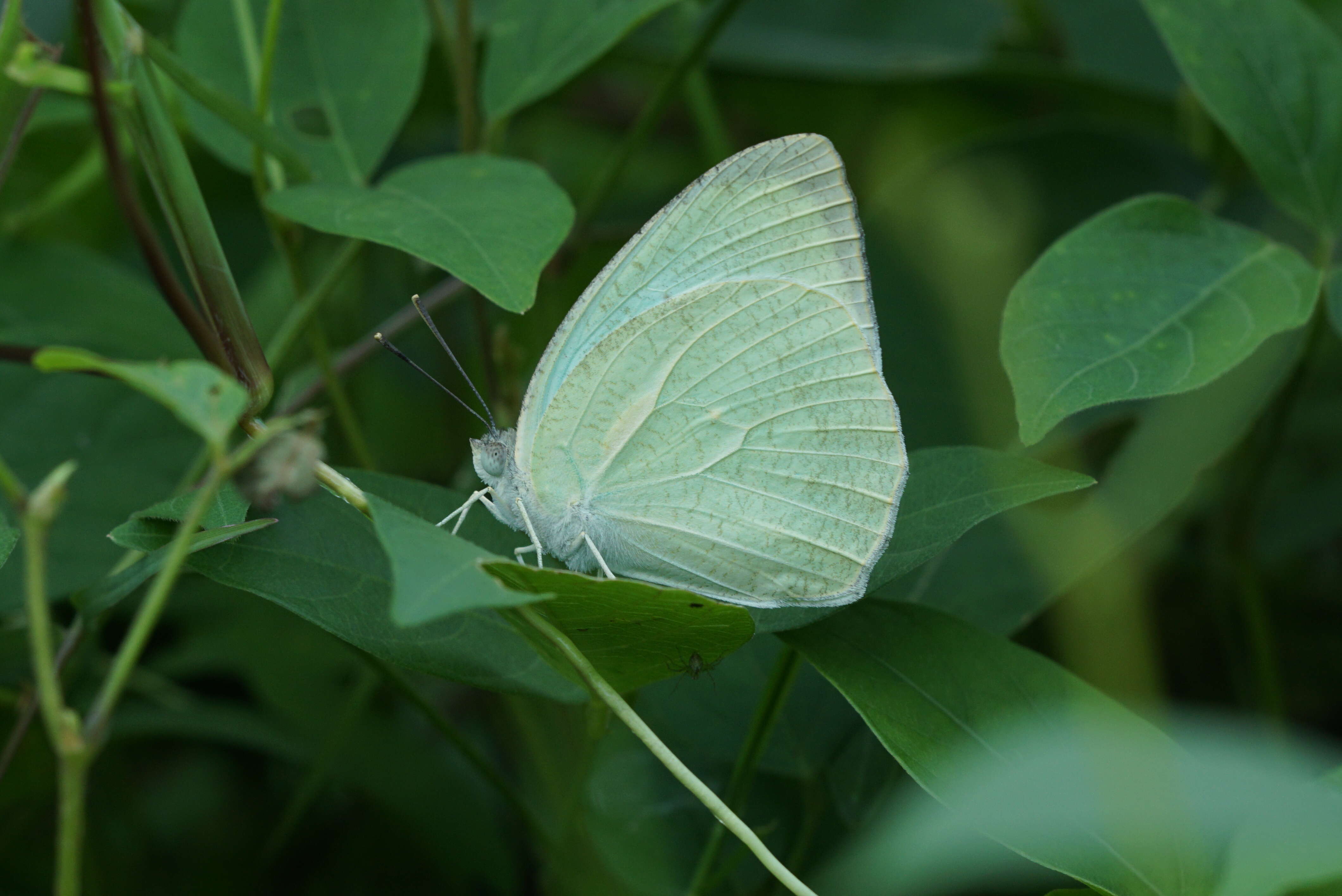 Image of Catopsilia pyranthe (Linnaeus 1758)