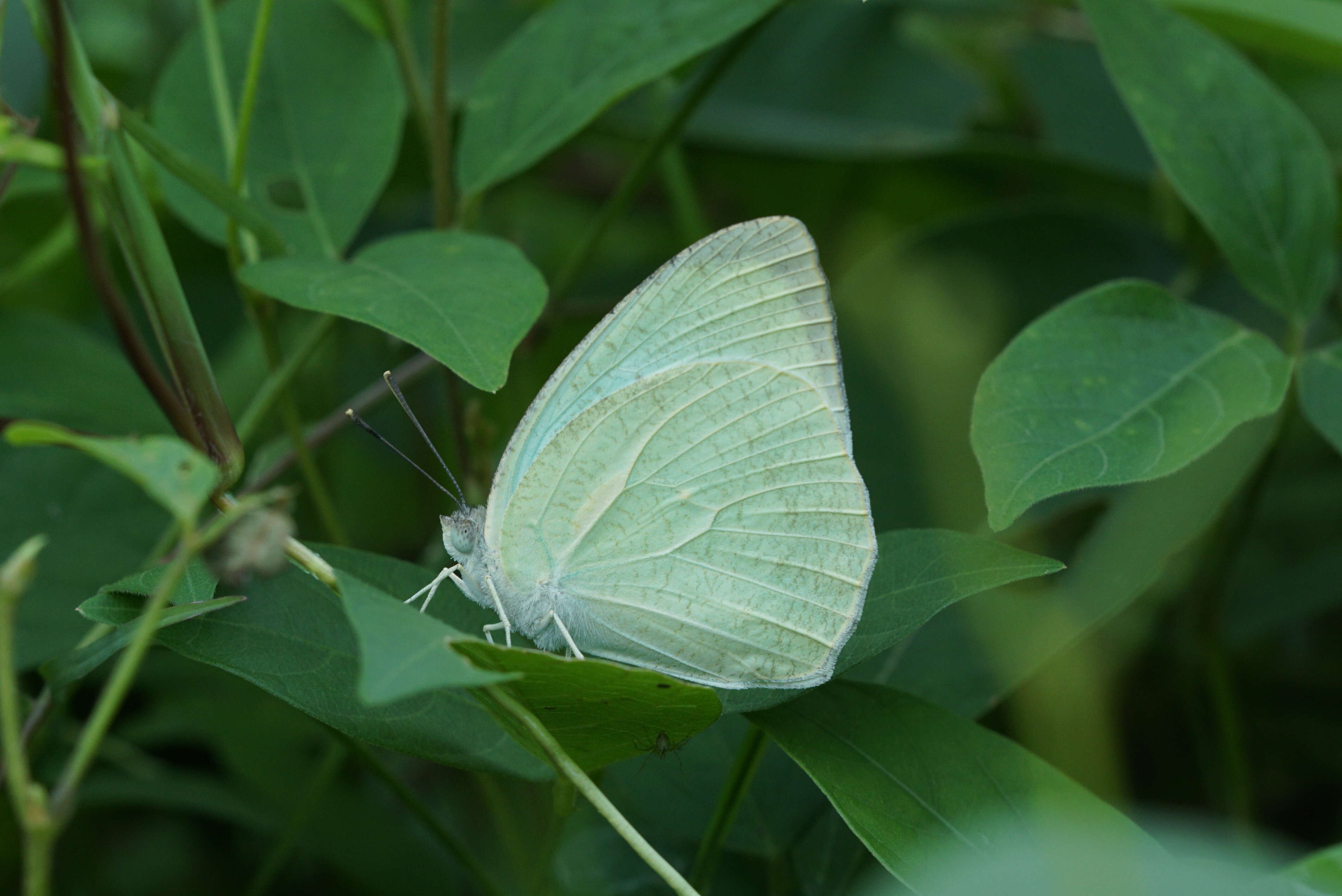 Image of Catopsilia pyranthe (Linnaeus 1758)