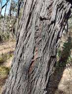 صورة Eucalyptus macrorhyncha subsp. macrorhyncha