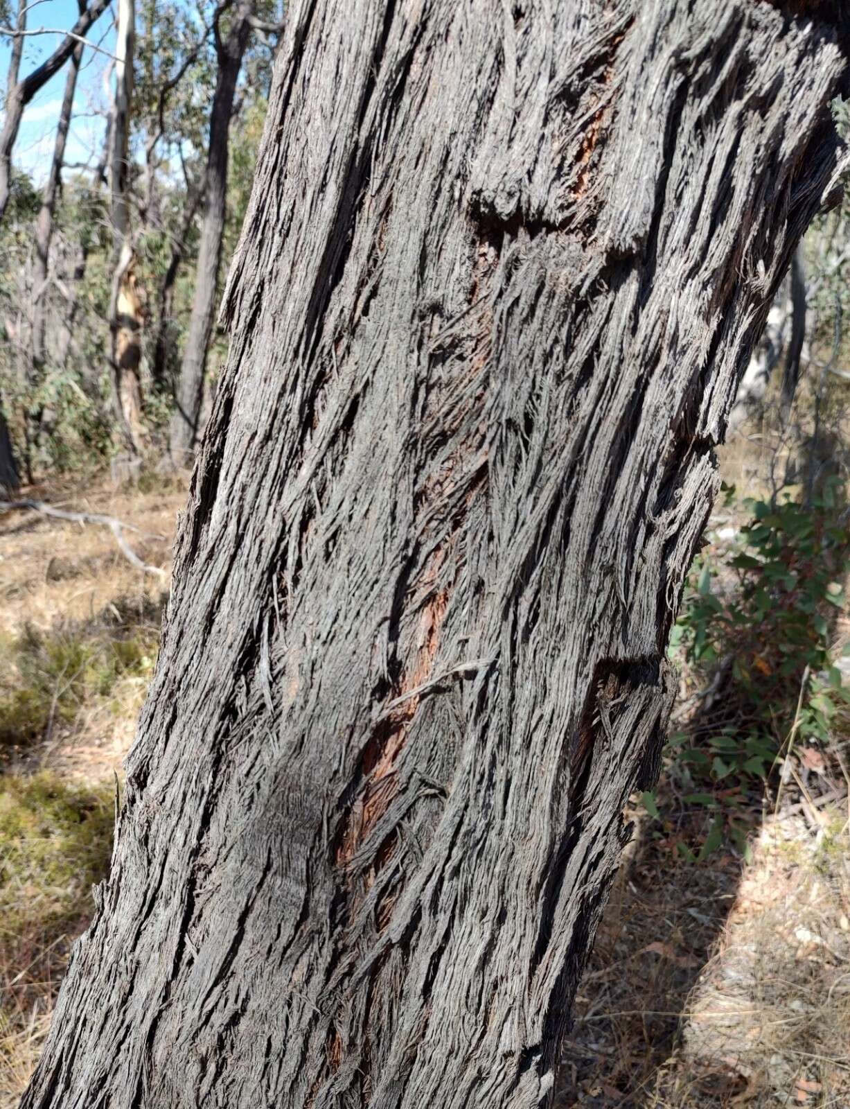 Image of Eucalyptus macrorhyncha subsp. macrorhyncha