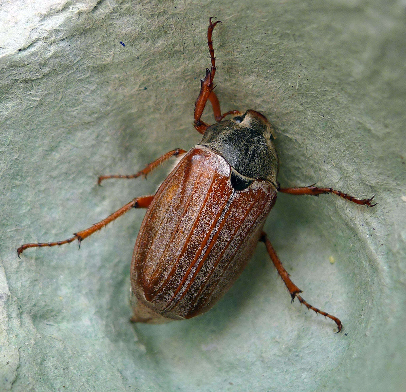 Image of Common cockchafer