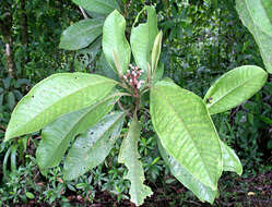 Plancia ëd Miconia trinervia (Sw.) D. Don ex Loud.