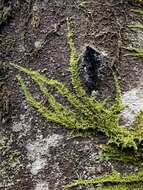 Image of Nuttall's homalothecium moss