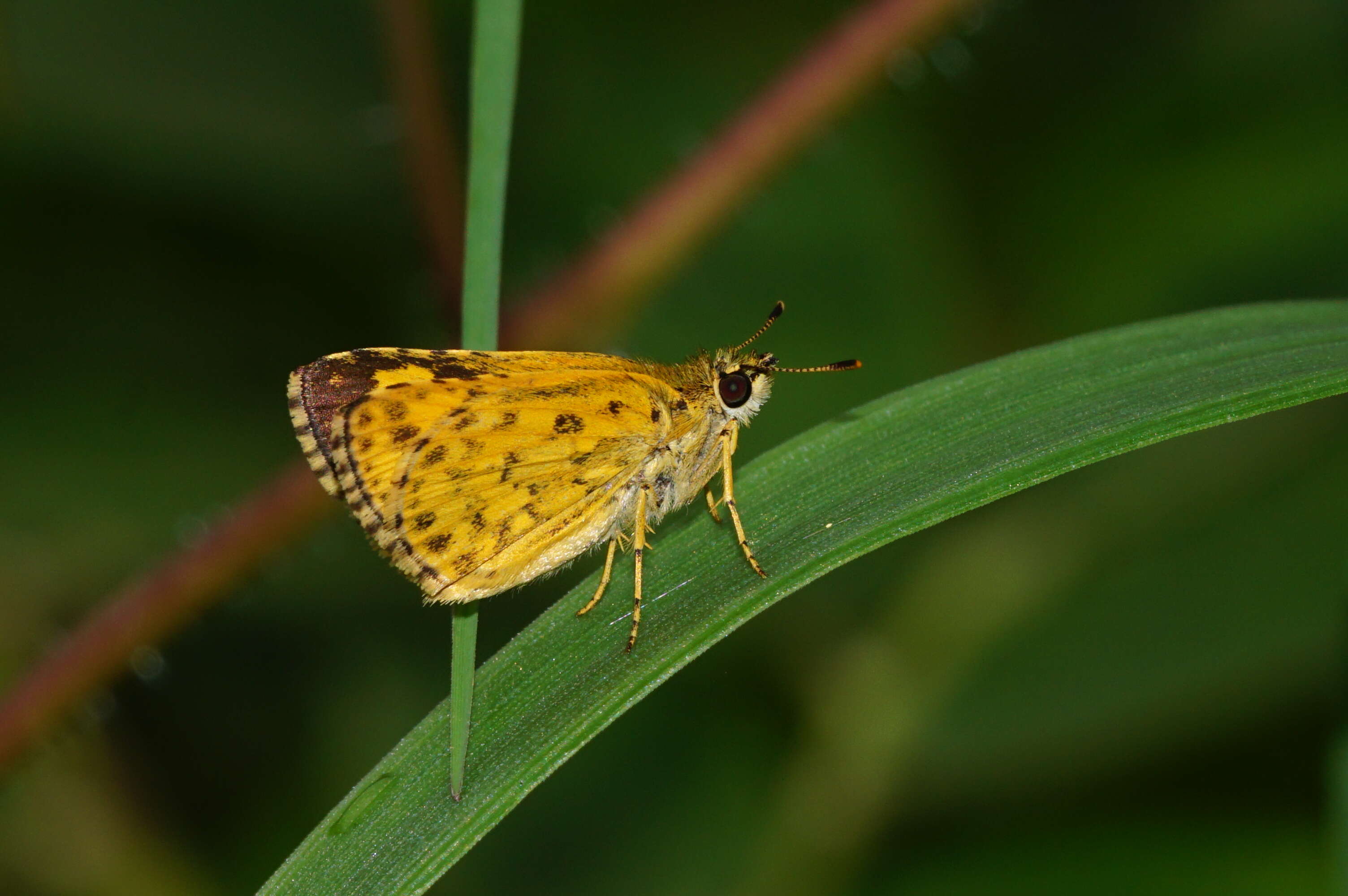 Image of Bush Hopper