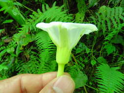 Image de Ipomoea santillanii O'Donell