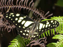 Graphium cyrnus (Boisduval 1836) resmi