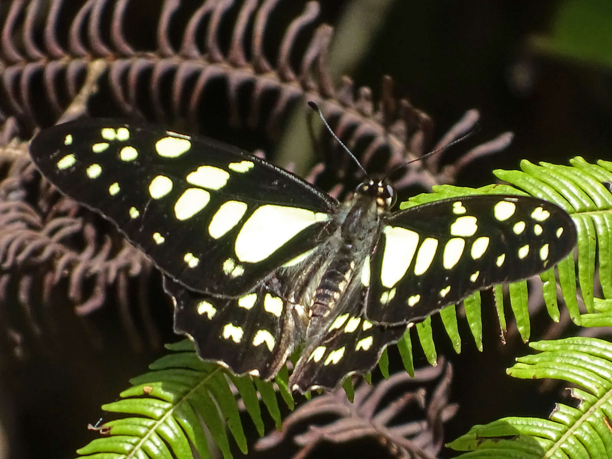 Graphium cyrnus (Boisduval 1836) resmi