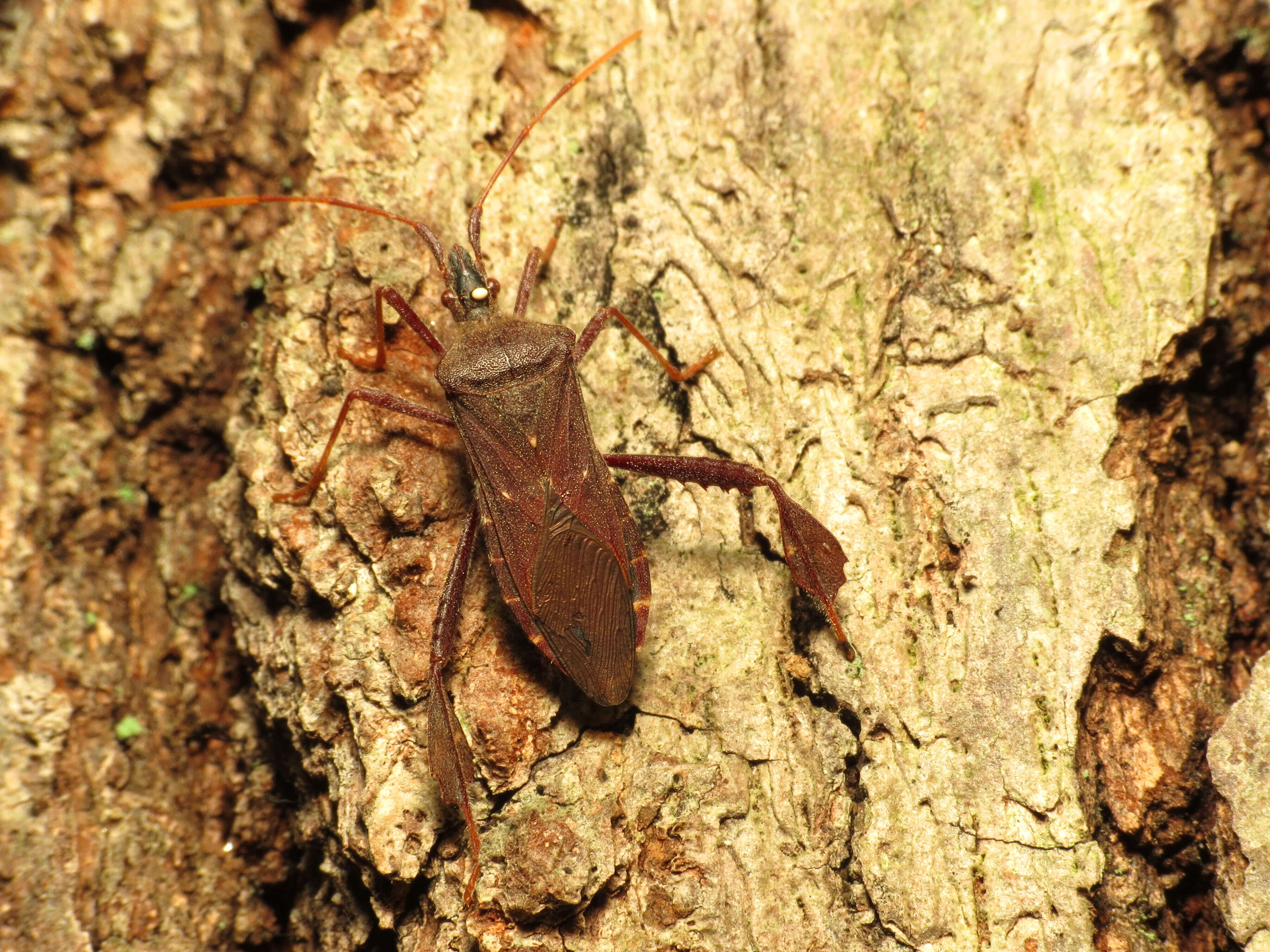 Image of Leptoglossus oppositus (Say 1832)