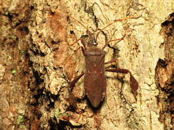 Image of Leptoglossus oppositus (Say 1832)