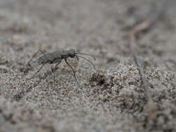 Plancia ëd Cicindela (Cicindelidia) trifasciata sigmoidea Le Conte 1851