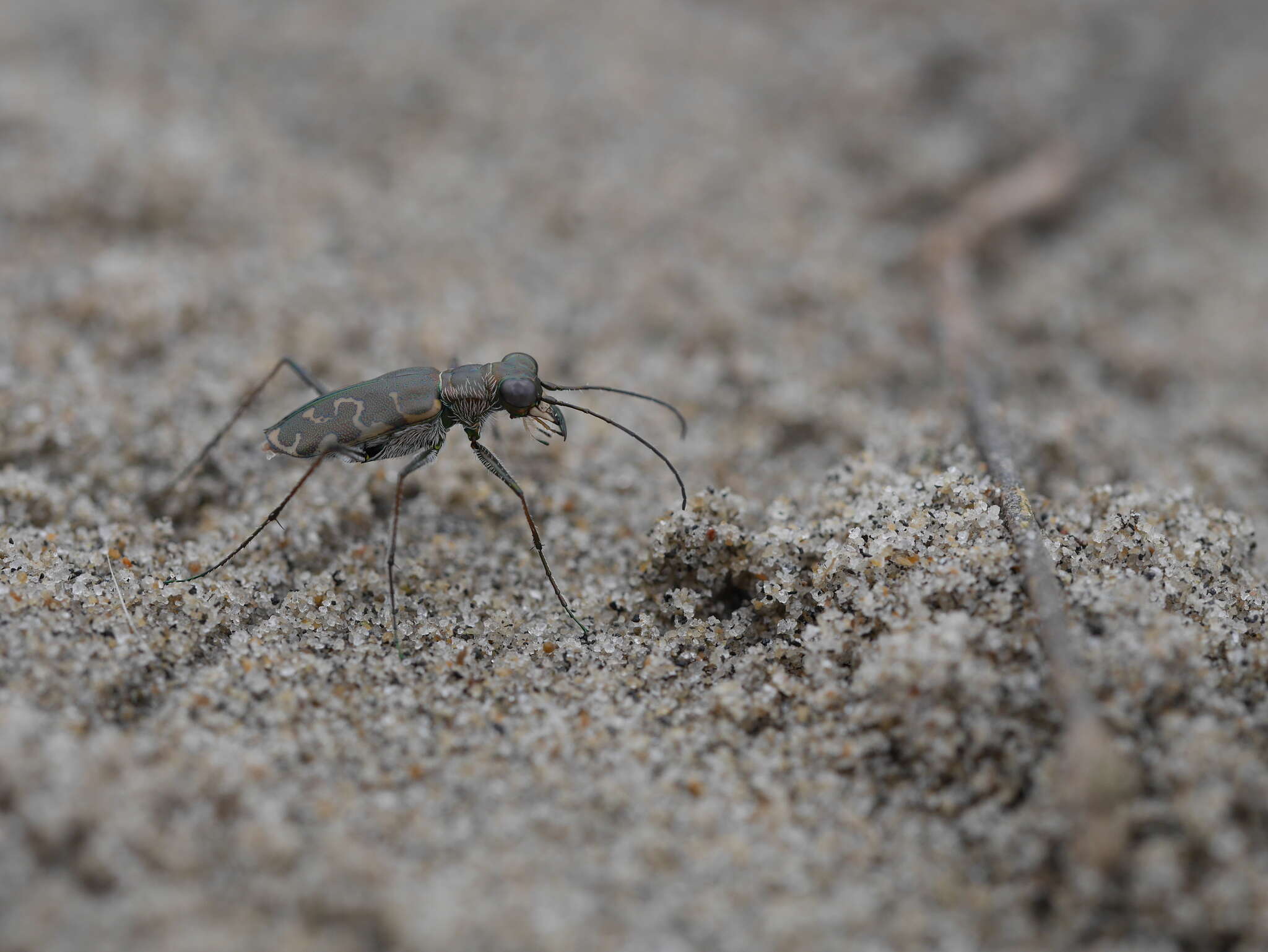 Plancia ëd Cicindela (Cicindelidia) trifasciata sigmoidea Le Conte 1851