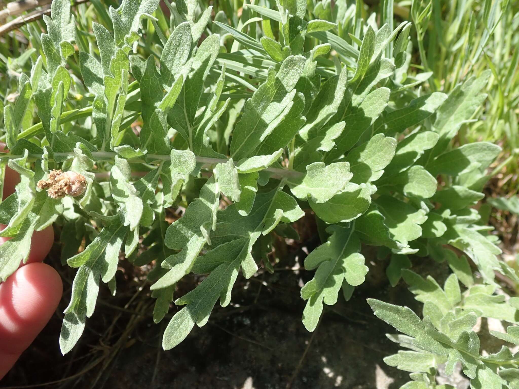 Image of California balsamroot