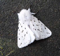 Image of white ermine