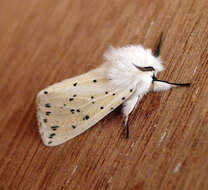 Image of white ermine