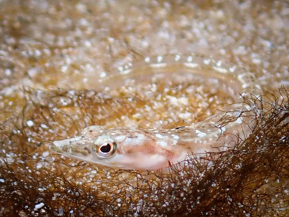 Image of Orangethroat pikeblenny