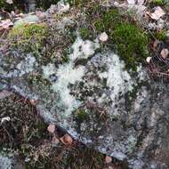 Image of Baeomyces carneus (Retz.) Flörke