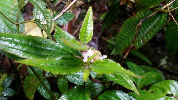 Image of Gravesia setifera H. Perrier