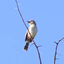 Image of Cisticola chiniana frater Reichenow 1916