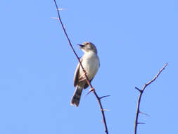 Cisticola chiniana frater Reichenow 1916 resmi