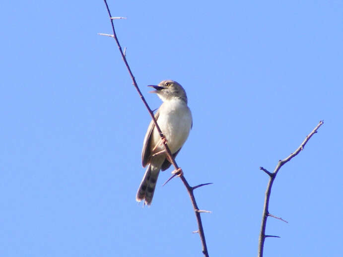 Cisticola chiniana frater Reichenow 1916 resmi