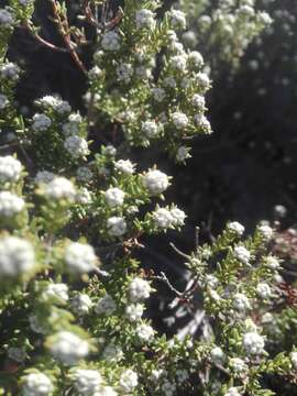 Image of Phylica rogersii Pillans