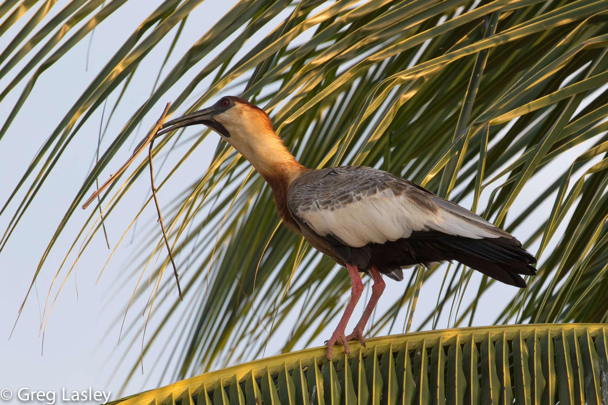 Sivun amazonianiibis kuva