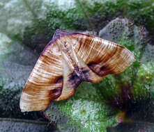 Image of scorched wing