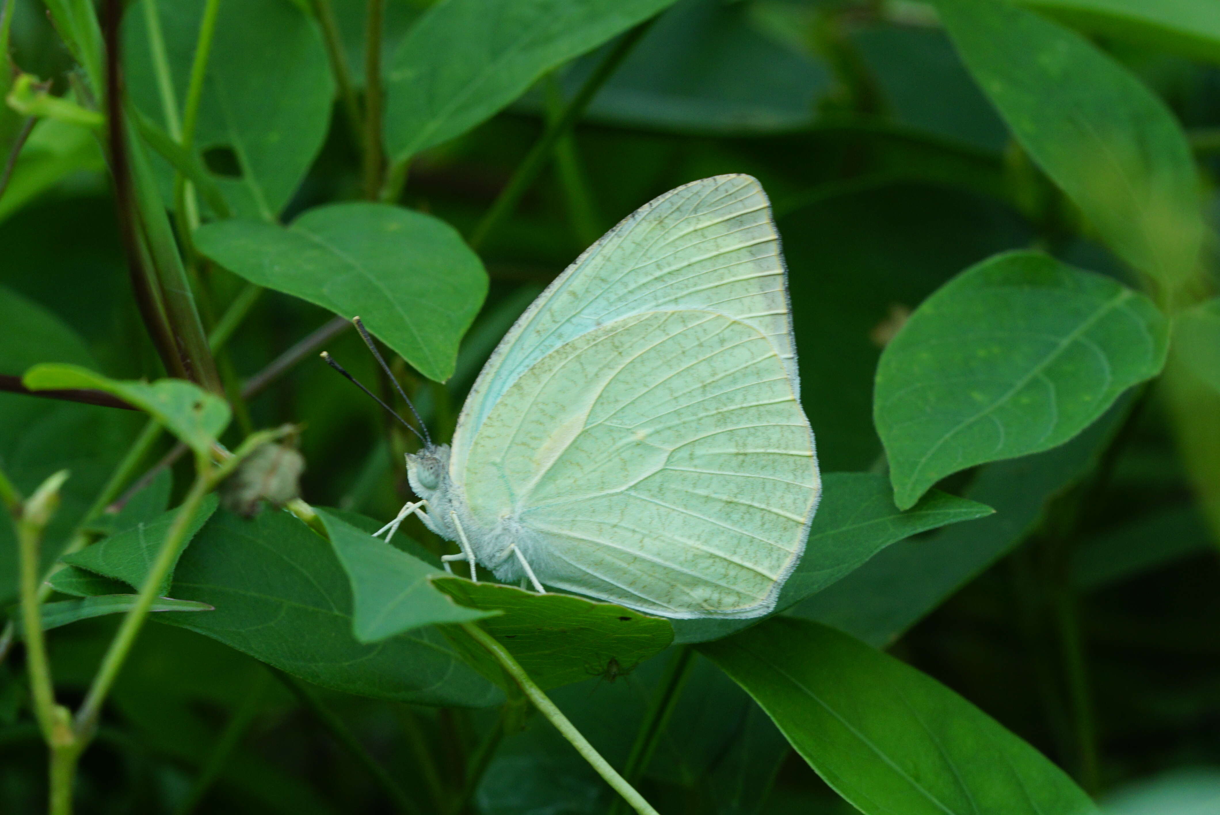 Image of Catopsilia pyranthe (Linnaeus 1758)