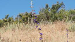 Image of San Bernardino larkspur