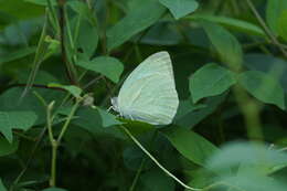 Image of Catopsilia pyranthe (Linnaeus 1758)