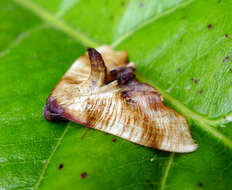 Image of scorched wing