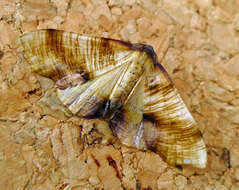 Image of scorched wing