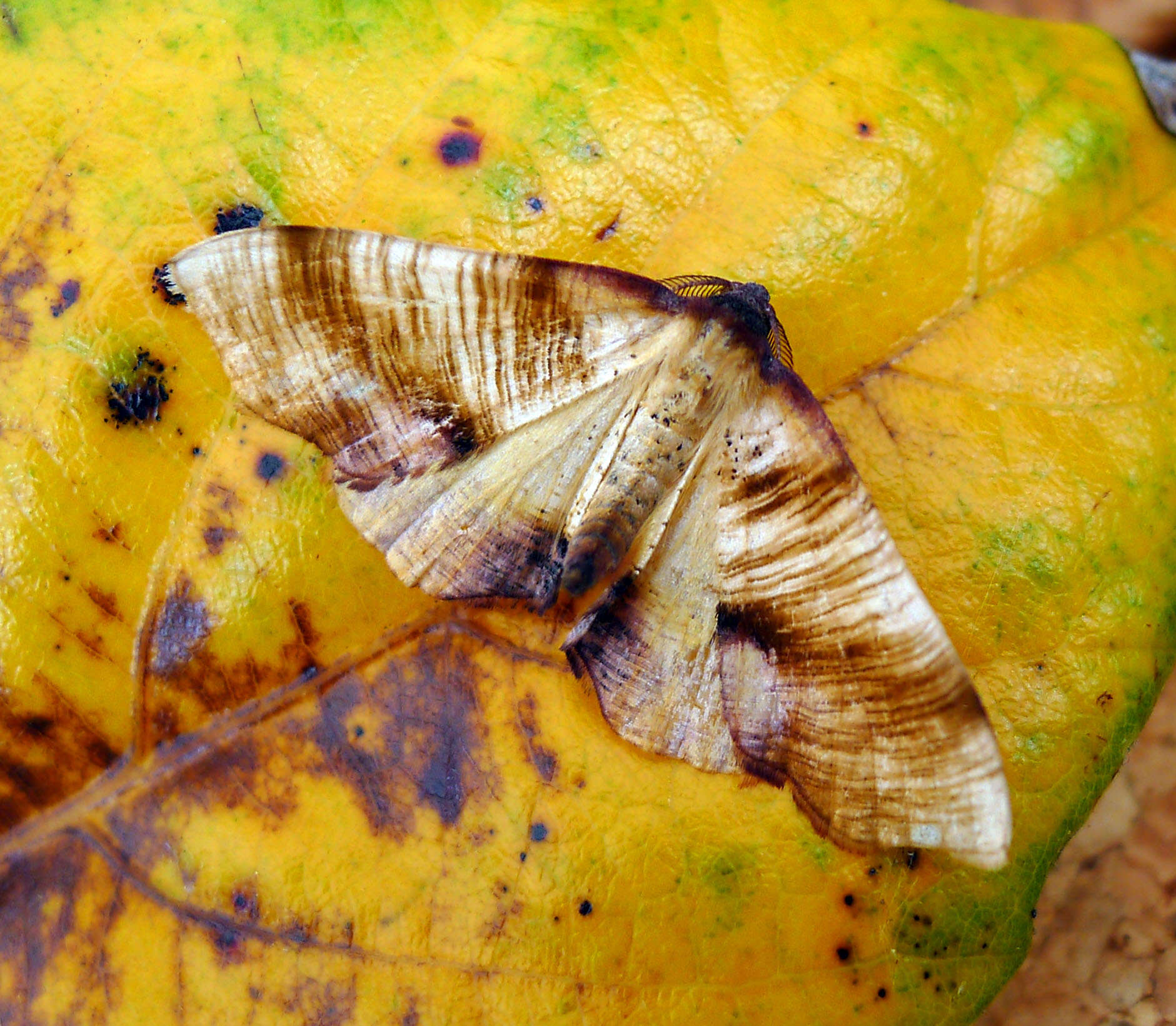 Image of scorched wing