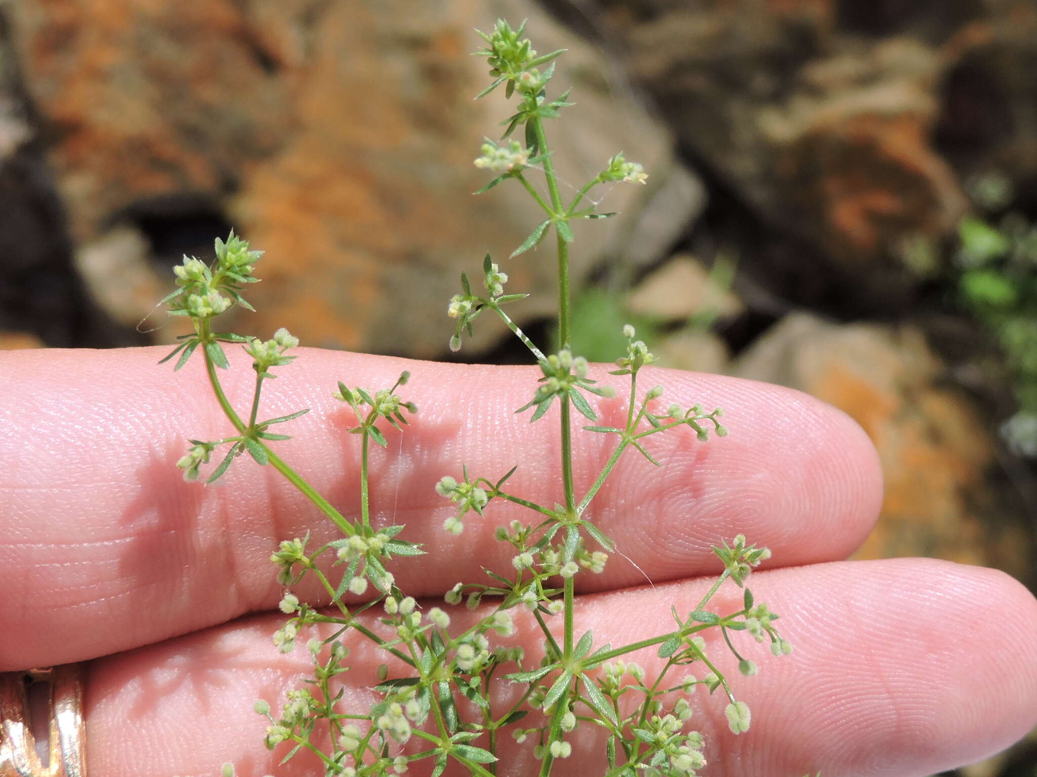 Image of wall bedstraw