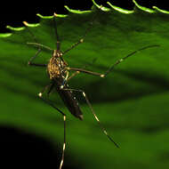 Image of Aedes japonicus (Theobald 1901)