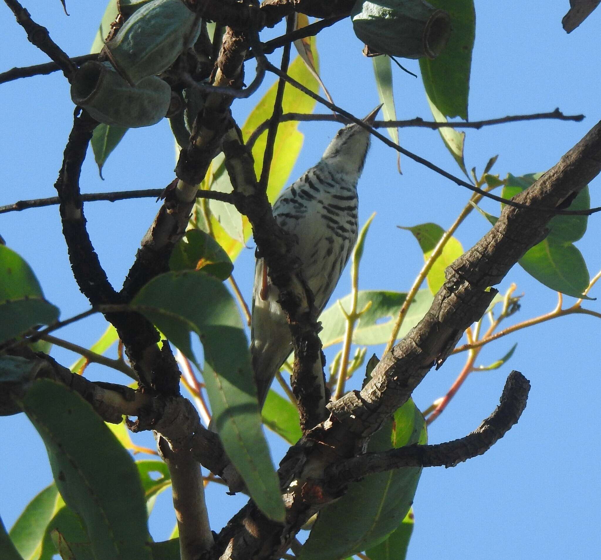 Image of Bar-breasted Honeyeater