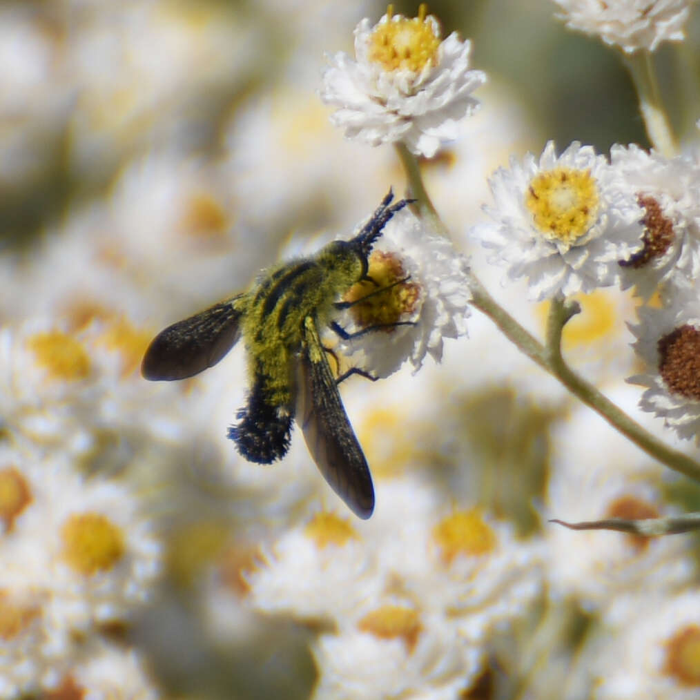 Image of Lepidophora lutea Painter 1962