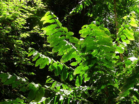 Image of Dysoxylum gaudichaudianum (Juss.) Miq.