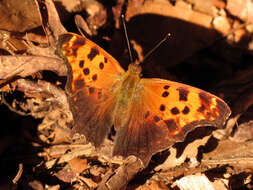 Image of Eastern Comma