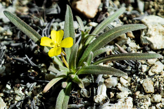 Image of paleyellow suncup