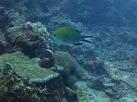 Image of Philipppines chromis