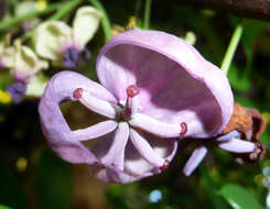 Image of chocolate vine