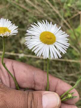 Image of Erigeron delphinifolius Willd.