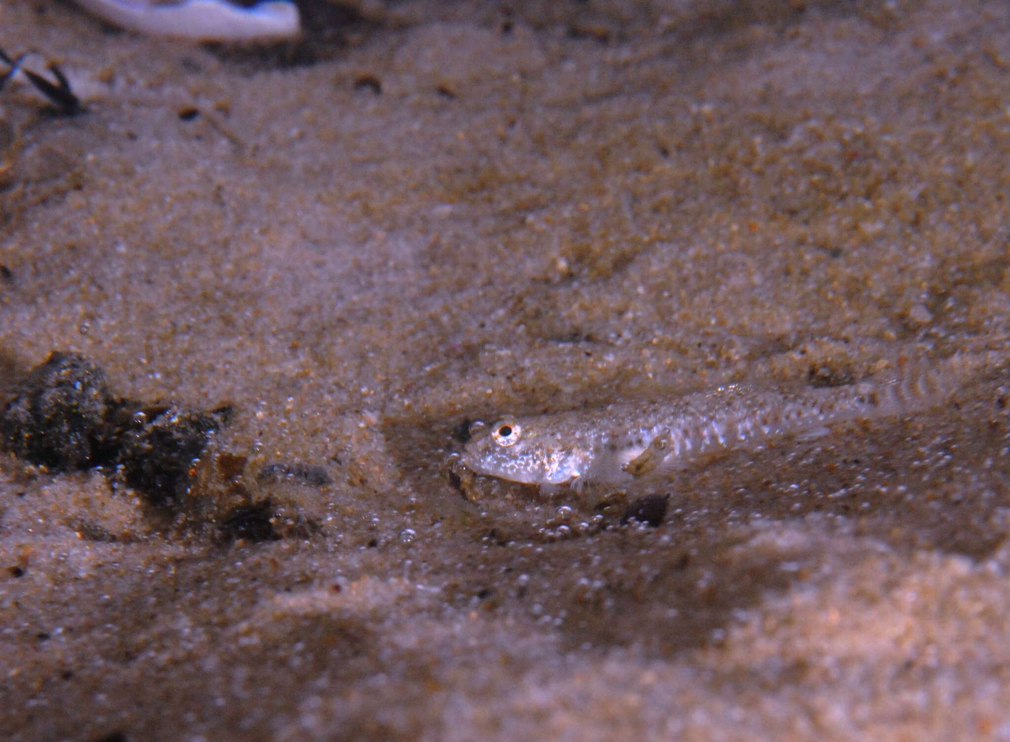 Image of Long finned goby