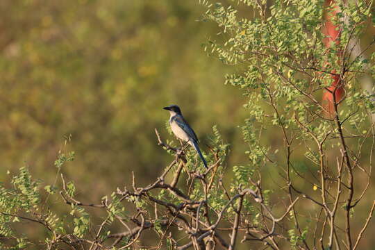 Sivun Aphelocoma californica hypoleuca Ridgway 1887 kuva